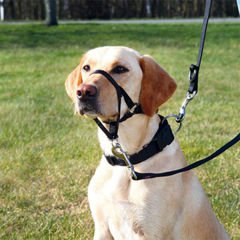 Trixie Köpek Uzman Eğitim Tasması Small 22 Cm