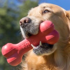 Kong Kemik Şeklinde Kauçuk Köpek Oyuncağı Medium 18 Cm Kırmızı