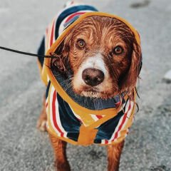 Ruff & Tumble Çizgi Desenli Süper Emici Pamuklu Köpek Bornozu Plaj Xlarge 64-72 Cm