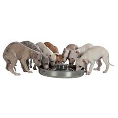 Trixie Yavru Köpek Mama ve Su Kabı 1.4 Lt 29 Cm