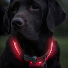 Red Dingo Lumitube Kırmızı Işıklı Köpek Boyun Tasması 50 Cm