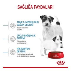 Royal Canin Mini Starter Anne ve Yavru Köpek Maması 3 Kg