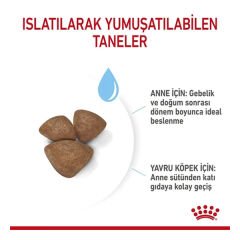 Royal Canin Mini Starter Anne ve Yavru Köpek Maması 3 Kg
