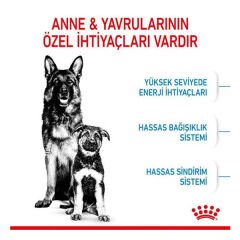 Royal Canin Maxi Starter Anne ve Yavru Köpek Maması 15 Kg