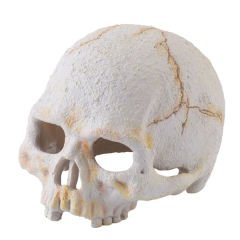 Exo Terra Sürüngen İnsan Kafatası Small