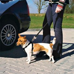 Trixie Köpek Emniyet Kemeri Small/Medium 45-70 Cm