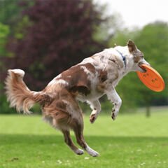 Trixie Köpek Agility Eğitim Frizbisi Mavi 19 Cm