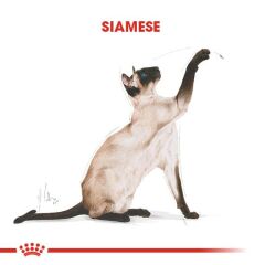 Royal Canin Siamese 38 Siyam Kedisine Özel Yetişkin Kedi Maması 2 kg