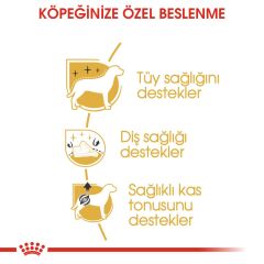 Royal Canin Poodle Yetişkin Köpek Maması 3 kg