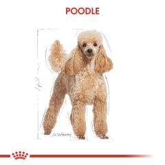 Royal Canin Poodle Yetişkin Köpek Maması 3 kg