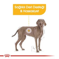 Royal Canin CCN Dermacomfort Maxi Büyük Irk Yetişkin Köpek Maması 12 kg