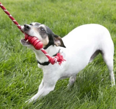 Kong Dental Diş Temizliği Sağlayan İp Sallantılı Köpek Oyuncağı S