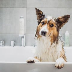 Green Fields Dog Conditioner Kremli Köpek Şampuanı 400 ml