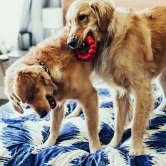 Kong Ring Köpek Isırma Oyuncağı L