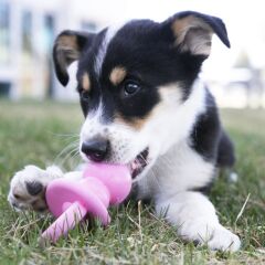 Kong Binkie Diş Kaşıma Emzik Şeklinde Yavru Köpek Oyuncağı M
