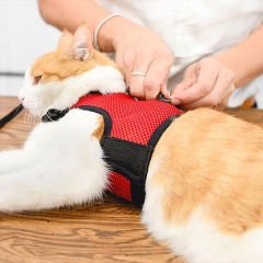 Ferplast Jogging Extra Büyük Boy Kedi Gögüs Tasması Xlarge