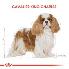 Royal Canin Cavalier King Charles Yetişkin Köpek Maması 1,5 kg
