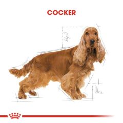 Royal Canin Cocker Özel Irk Yetişkin Köpek Maması 3 kg