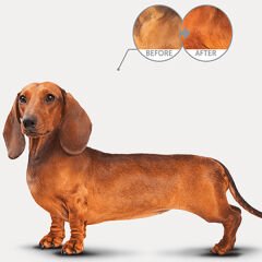Natures Protection Kümes Hayvanlı Kırmızı Tüylü Yetişkin Köpek Maması 1.5 Kg