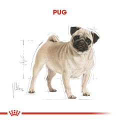 Royal Canin Pug Köpekler İçin Köpek Maması 1,5 kg