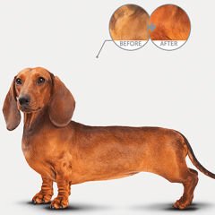 Natures Protection Adult Kümes Hayvanlı Kırmızı Tüylü Yetişkin Köpek Maması 10 Kg