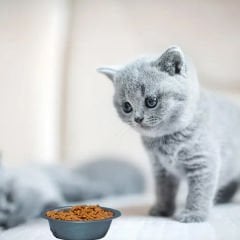 Nicky Kitten Tahıllı Yüksek Protein Tavuklu Yavru Kedi Maması 15 Kg