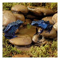 Exo Terra Flog Pond Pebble Sürüngen Çakıl Su Kabı Large