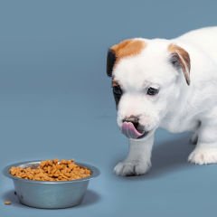 Nicky Puppy Tahıllı Yüksek Protein Kuzu ve Pirinçli Yavru Köpek Maması 15 Kg