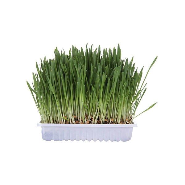 Trixie Kedi Çimi 100 Gr