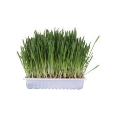 Trixie Kedi Çimi 100 Gr